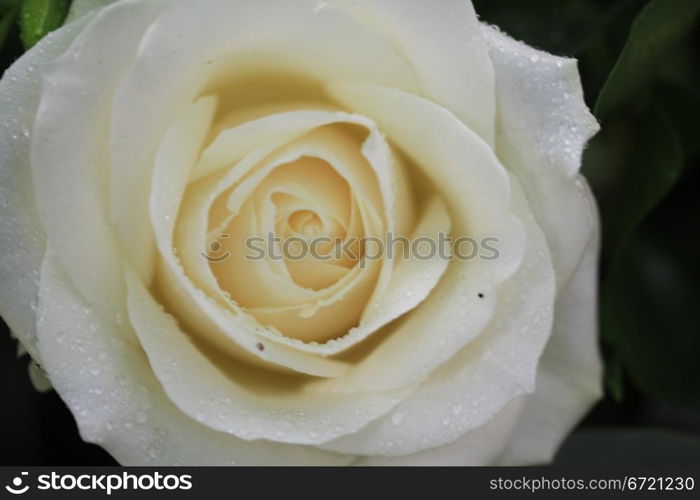 Big white rose in soft focus, some waterdrops