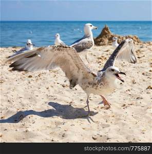 big white sea gulls on the sandy coast of the Black Sea on a summer day, Ukraine