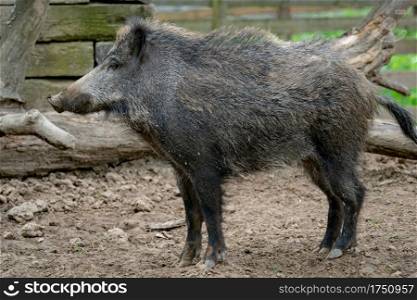 Big wild boar (Sus scrofa)