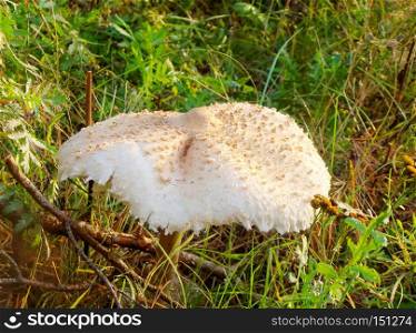 Big, wild white cap mushroom, toadstool growing among vegetation.