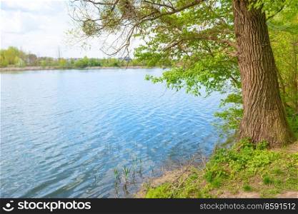 Big willow tree on river lake bank with blue water landscape