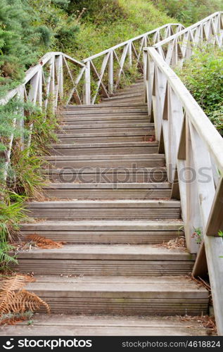 Big wooden staircase surrounded by many vegetation.