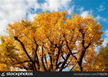 Big yellow autumn Gingo tree against blue sky image - Ueno park, Tokyo beautiful season - colourful Japan Tokyo season change concept wallpaper