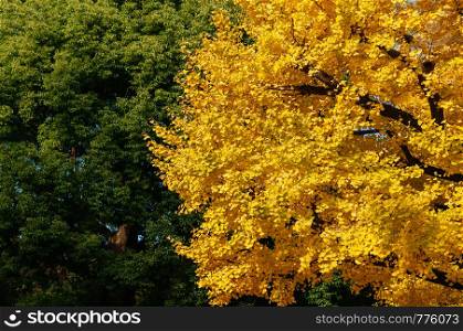 Big Yellow autumn Gingo tree and green tree crop detail - Ueno park, Tokyo beautiful season - colourful Japan Tokyo season change concept wallpaper