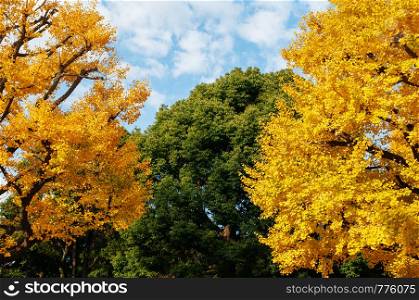 Big Yellow autumn Gingo tree and green tree with blue sky - Ueno park, Tokyo beautiful season - colourful Japan Tokyo season change concept wallpaper