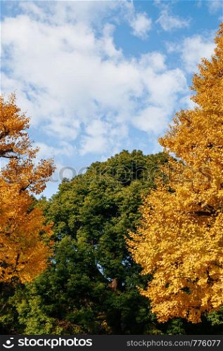 Big Yellow autumn Gingo tree and green tree with blue sky - Ueno park, Tokyo beautiful season - colourful Japan Tokyo season change concept wallpaper