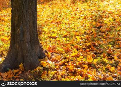Big yellow autumn tree in a forest or park with bright orange leaves