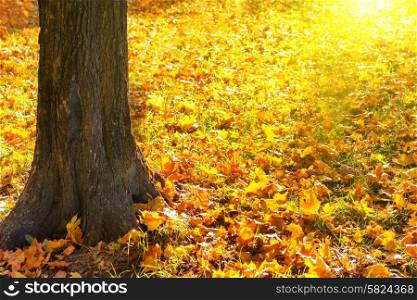 Big yellow autumn tree in a sunny forest or park with bright orange leaves