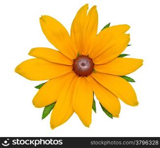 Big yellow flower Rudbeckia