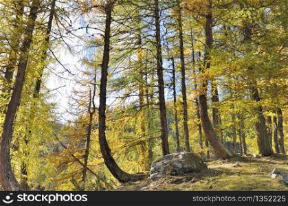 big yellow larches in a mountain forest in autumn