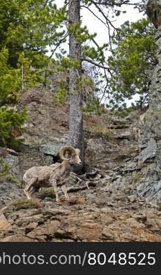 Bighorn sheep shedding its fur in the spring. Location is along Yellowstone National Park&rsquo;s East Entrance Road in Wyoming, USA. Time is spring, late May, 2016.
