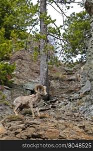 Bighorn sheep shedding its fur in the spring. Location is along Yellowstone National Park&rsquo;s East Entrance Road in Wyoming, USA. Time is spring, late May, 2016.