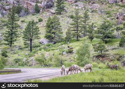 bighorn sheeps licking salt from a highway. a herd of bighorn sheep licking salt from a highway in the Poudre Canyon near Fort Collins, Colorado