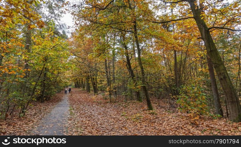 Bike Ride through the Forest