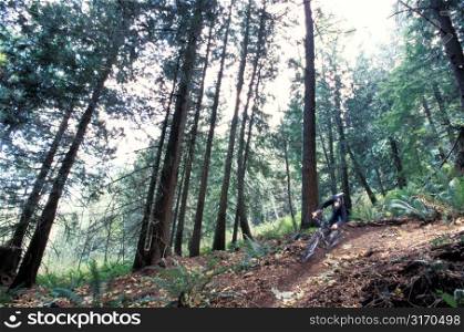 Biker Under Angled Trees