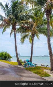 Bikes under the palm trees just after a starm at Bird Key Park - Sarasota, Florida