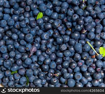 Bilberry background with green leaves