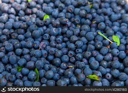 Bilberry background with low DOF
