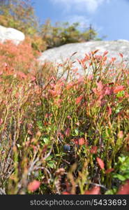 bilberry bush high up in the Carpatian mountains