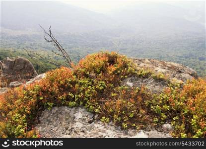 bilberry bush in high Carpatians mountains grows on the rock