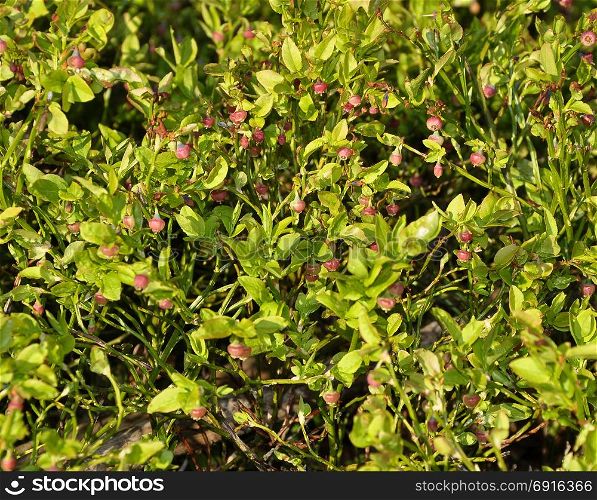 Bilberry shrub with unripe berries in natural environment