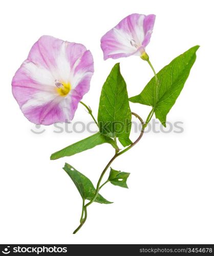 Bindweed (Convolvulus arvensis) pink flower