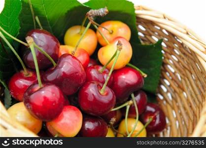Bing and Rainier cherries in a small wicker basket ready to eat.. Ripe Cherry