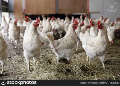 biological chickens receive dried grass