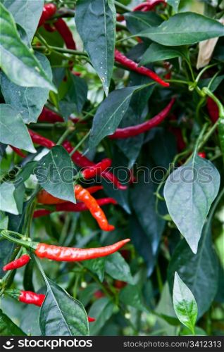 Biological cultivation of red peppers, without pesticides