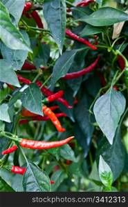 Biological cultivation of red peppers, without pesticides