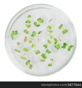 Biological material in a petri dish closeup isolated on white background