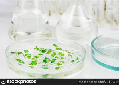 Biological material in a petri dish on a light background closeup