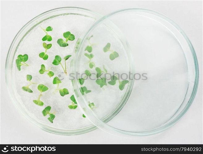 Biological material in a petri dish on a light background closeup