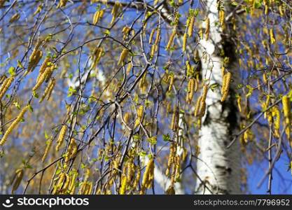 birch against the blue sky