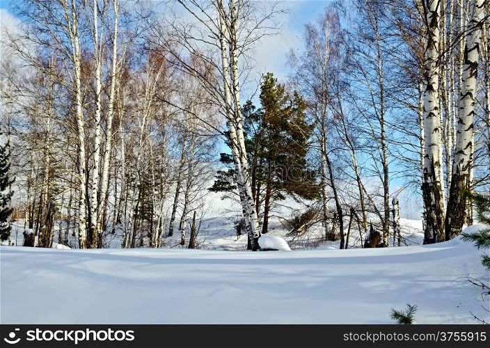 Birch and pine in a forest against the background of snow, blue sky and white clouds