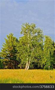 Birch and pine, yellow and green grass against a blue sky