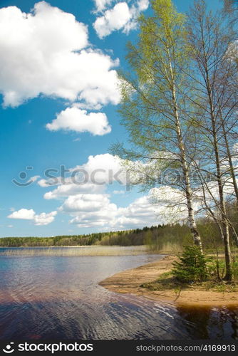 Birch at lake