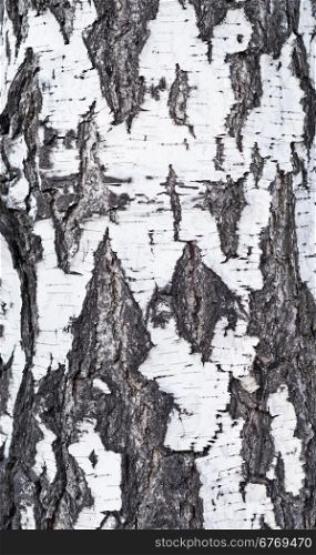 birch bark background
