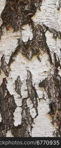 birch bark background