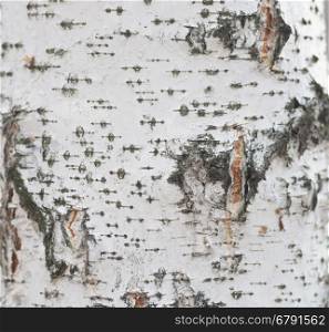 birch bark background