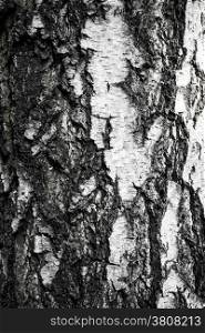 Birch Bark Texture