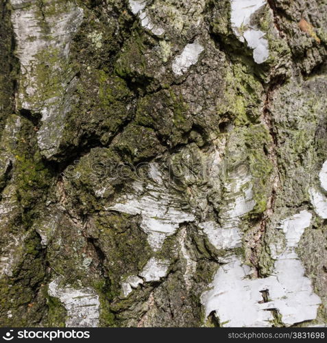 birch bark texture background