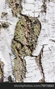 birch bark texture background