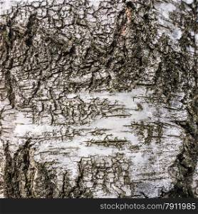 birch bark texture background
