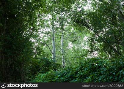 Birch (Betula pendula) trees in the forest, Frankfurt (Oder), Germany
