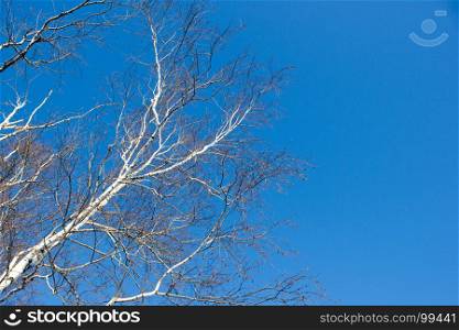 Birch branch against the blue sky