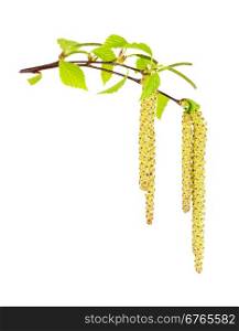 Birch catkins male and female isolated on white background