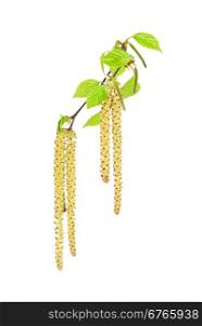 Birch catkins male and female isolated on white background