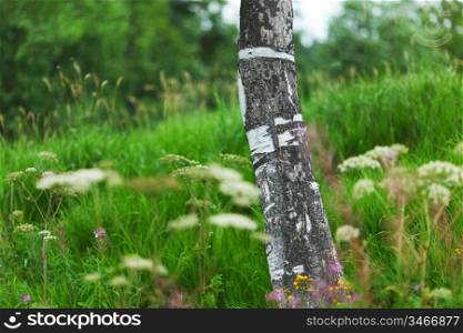 birch close up in green grass