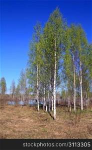 birch copse on springr field